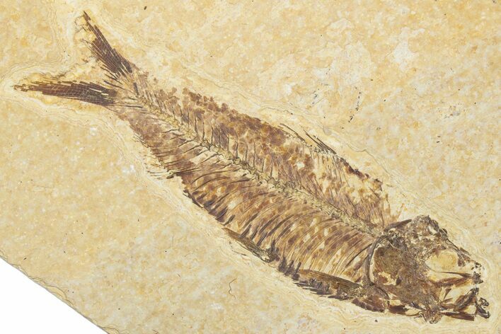 Detailed Fossil Fish (Knightia) - Wyoming #345386